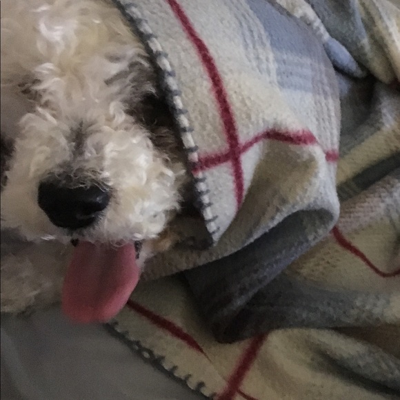 Meet your Posher, Hope - Picture 1 of 1